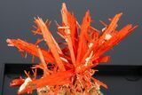 Bright Orange Crocoite Crystal Cluster - Tasmania #182738-2